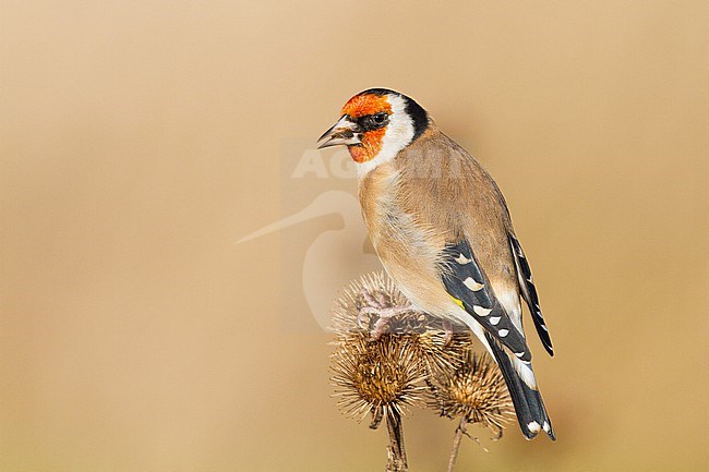 European Goldfinch, Putter, Carduelis carduelis feeding on Burdock stock-image by Agami/Menno van Duijn,