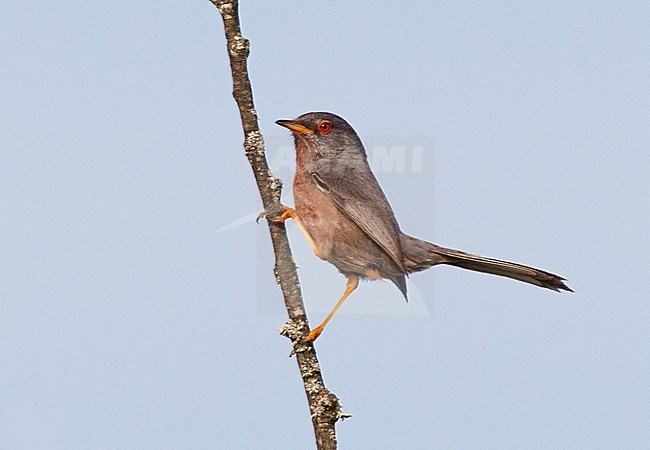 Dartford Warbler (Curruca undata) near Segura in central Portugal. Male looking alert around on lookout for possible danger. stock-image by Agami/David Monticelli,