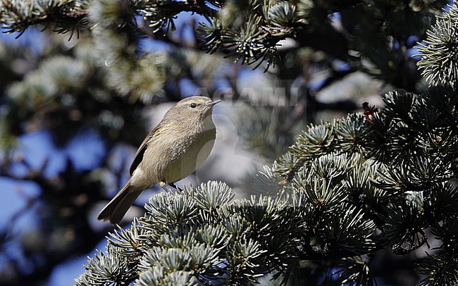 Canary Islands Chiffchaff (Phylloscopus canariensis canariensis) perched in tree at El Portillo, Tenerife, Canary Islands stock-image by Agami/Helge Sorensen,
