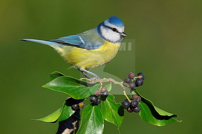Eurasian Blue Tit (Cyanistes caeruleus), side view of an adult perched on a branch of an European Ivy stock-image by Agami/Saverio Gatto,