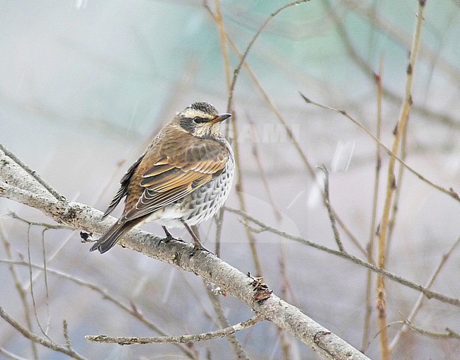 Bruine Lijster, Dusky Thrush, Turdus eunomus stock-image by Agami/Pete Morris,