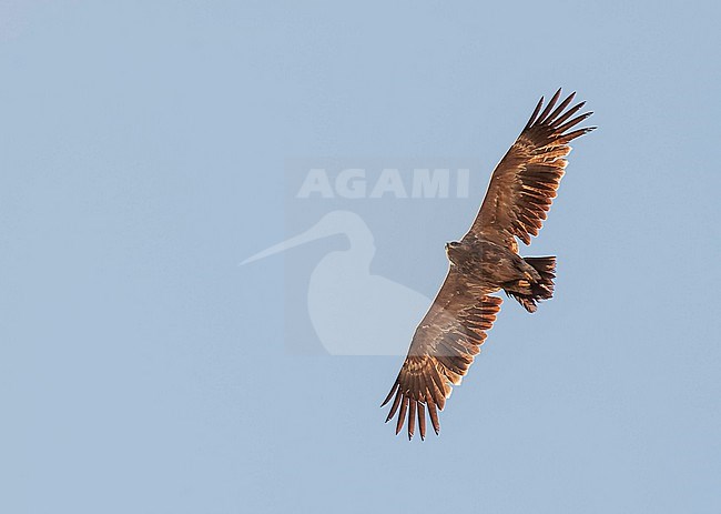 Subadult Steppe Eagle (Aquila nipalensis) wintering in foothills of the Himalayas. Gliding overhead. stock-image by Agami/Marc Guyt,