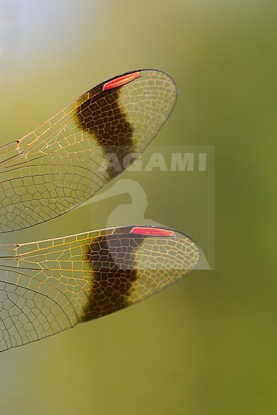 Sympetrum pedemontanum - Banded Darter - Gebänderte Heidelibelle, Germany (Baden-Württemberg), imago, male stock-image by Agami/Ralph Martin,