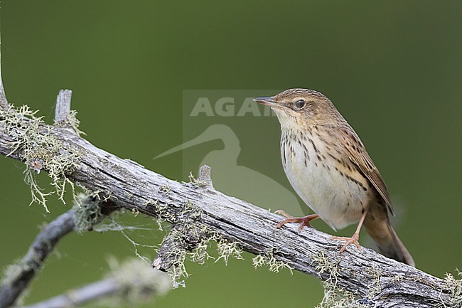 Lanceolated Warbler - Strichelschwirl - Locustella lanceolata ssp. lanceolata, Russia stock-image by Agami/Ralph Martin,