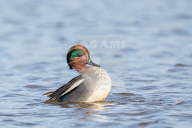 Common Teal male courting, Wintertaling woerd baltsend, Anas crecca, stock-image by Agami/Rob Riemer,