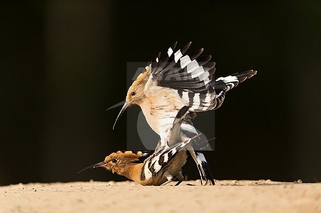 Hop parend, Eurasian Hoopoe mating stock-image by Agami/Bence Mate,