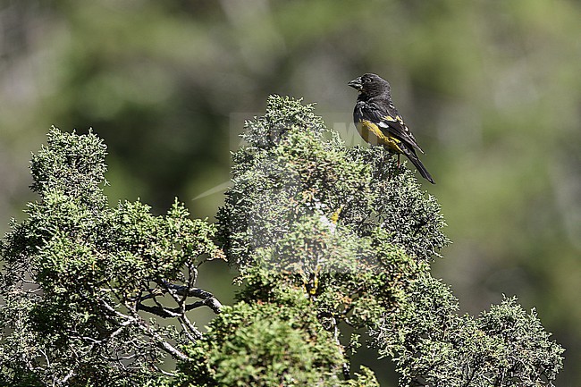 White-winged Grosbeak, Mycerobas carnipes, on Tibetan plateau, Qinghai, China. stock-image by Agami/James Eaton,
