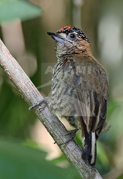 A male Ochre-collared Piculet at Iguazu National Park, Argentina stock-image by Agami/Tom Friedel,