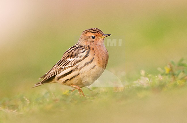 Roodkeelpieper, Red-throated Pipit stock-image by Agami/Marc Guyt,