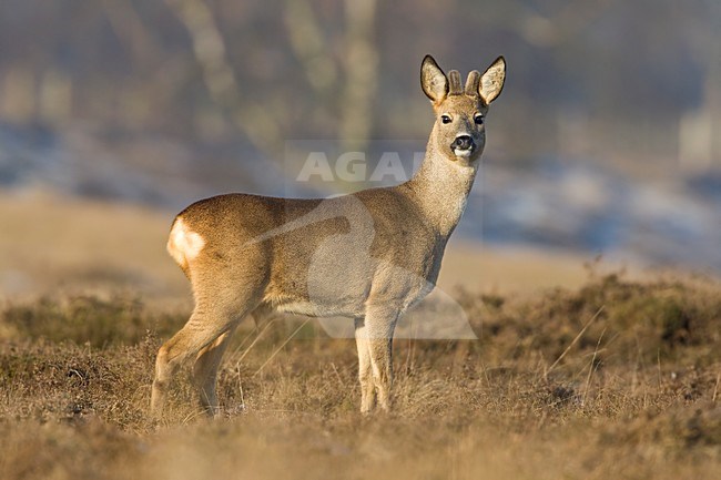 Ree op de hei Nederland, Roe deer amongst heather Netherlands stock-image by Agami/Wil Leurs,