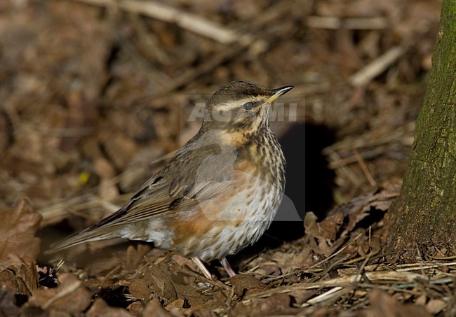 Koperwiek op de grond; Redwing perched on the ground stock-image by Agami/Arie Ouwerkerk,