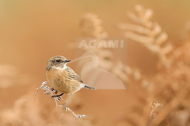 European stonechat (Saxicola rubicola) perched on a fern, against an orange background, in Brittany, France. stock-image by Agami/Sylvain Reyt,