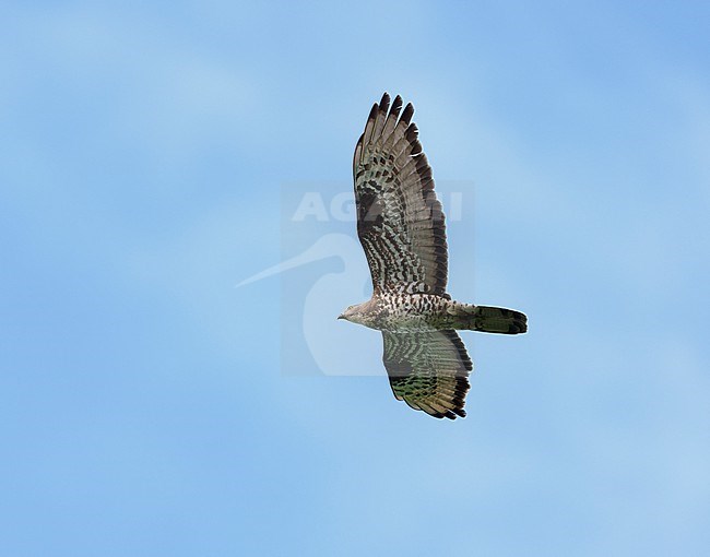 Adult European Honey Buzzard (Pernis apivorus) flying against a blue sky showing underside and wings fully spread stock-image by Agami/Ran Schols,