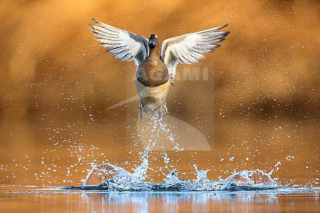 Male Garganey (Spatula querquedula) in Italy. stock-image by Agami/Daniele Occhiato,