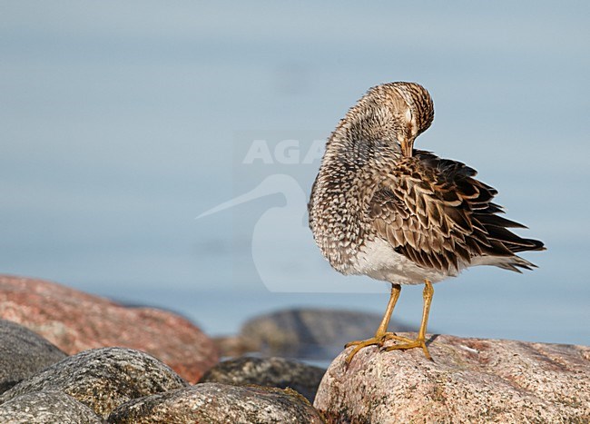 Poetsende Gestreepte strandloper, Pectoral Sandpiper preening stock-image by Agami/Markus Varesvuo,