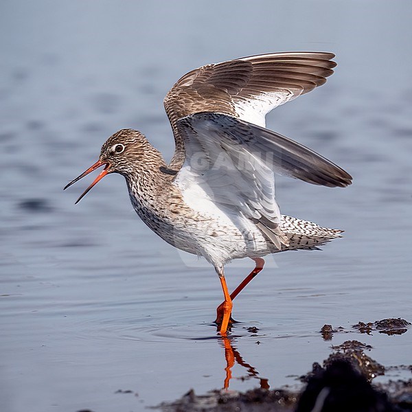 Common Redshank, Tringa totanus in shallow water stock-image by Agami/Hans Germeraad,
