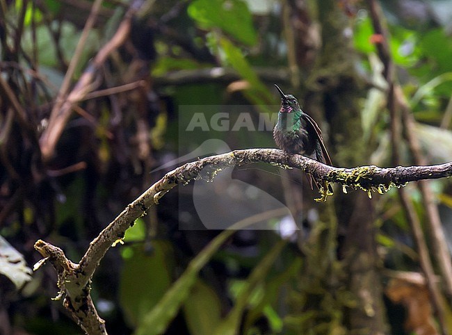 Pink-throated Brilliant (Heliodoxa gularis) in Ecuador. A hummingbird of humid montane forest at elevations between 250 and 1,050 meter. stock-image by Agami/Dani Lopez-Velasco,
