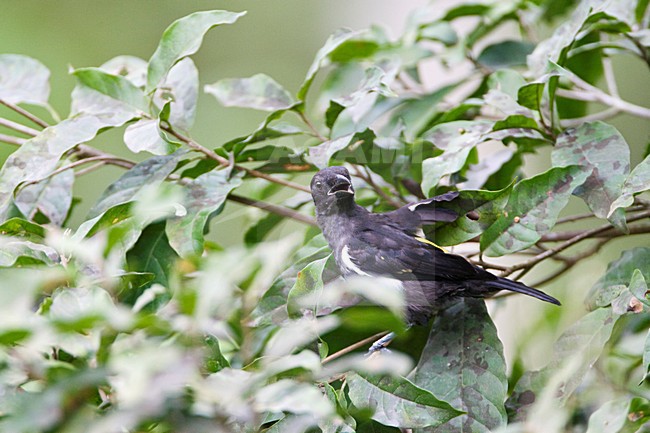 Wenkbrauwkuiftangare;Scarlet-browed Tanager stock-image by Agami/Marc Guyt,