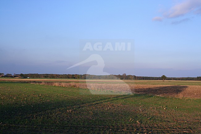 Bos, Forest; Duc de Brabant; Nederland / Netherlands stock-image by Agami/Bas Haasnoot,