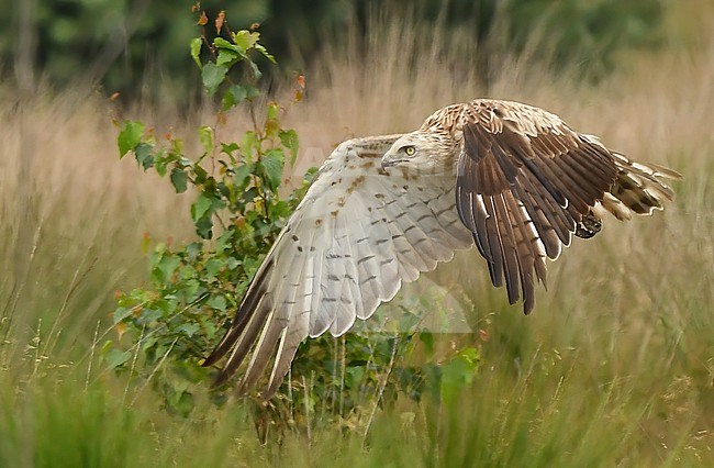  stock-image by Agami/Eduard Sangster,