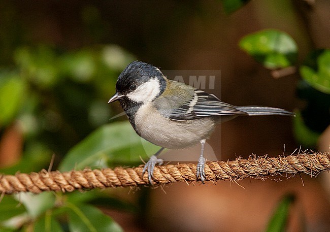 Japanese Tit (Parus minor), also known as the Oriental tit, in Japan. Sitting on thick wire. stock-image by Agami/Marc Guyt,