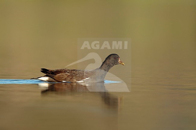 Zwemmende jonge waterhoen;  Swimming  Common Moorhen juvenile; stock-image by Agami/Walter Soestbergen,