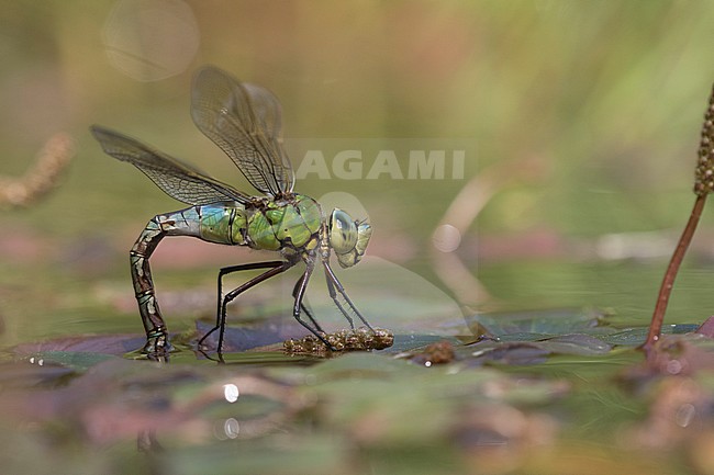 Egg laying female Blue Emperor stock-image by Agami/Wil Leurs,