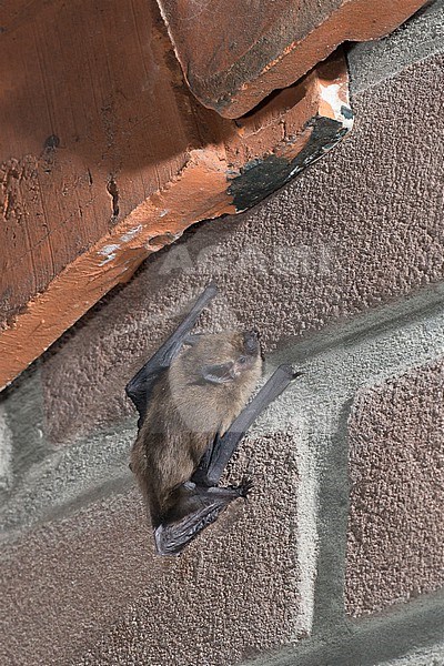 Common pipistrelle is is leaving a roost stock-image by Agami/Theo Douma,