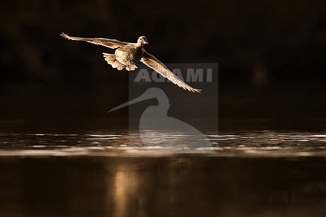 Captive or escaped mutation of Mandarin Duck (Aix galericulata) in Germany. stock-image by Agami/Ralph Martin,