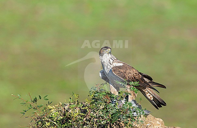 Adult Bonelli's Eagle (Aquila fasciata) sitting on a rock with a prey in Spain. stock-image by Agami/Dick Forsman,