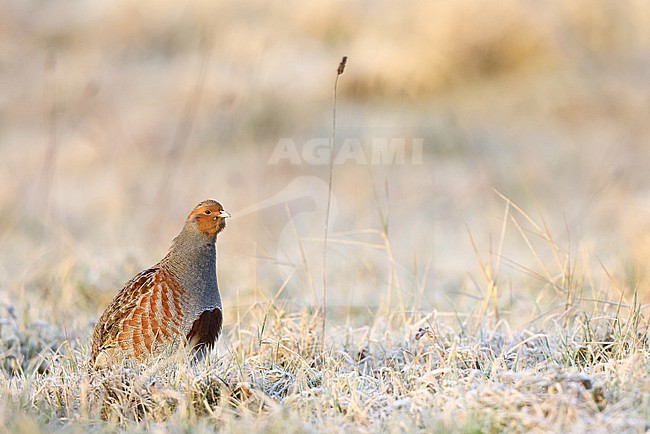 wintering Grey partridge; stock-image by Agami/Chris van Rijswijk,