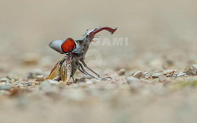 Stag beetle (Lucanus cervus) on the road, about to fly, with wings open stock-image by Agami/Lennart Verheuvel,