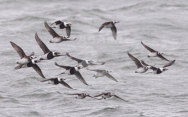Large flock of Long-tailed Duck (Clangula hyemalis), male and female, winter plumage, in flight. stock-image by Agami/Lennart Verheuvel,