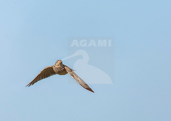 Eurasian Skylark (Alauda arvensis) in the Netherlands. stock-image by Agami/Marc Guyt,