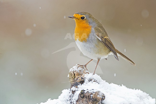 European Robin (Erithacus rubecula) in Aosta valley, Italy. stock-image by Agami/Alain Ghignone,