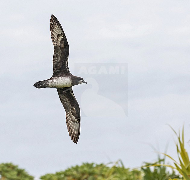 Herald petrel (Pterodroma heraldica). Photographed during a Pitcairn Henderson and The Tuamotus expedition cruise. stock-image by Agami/Pete Morris,