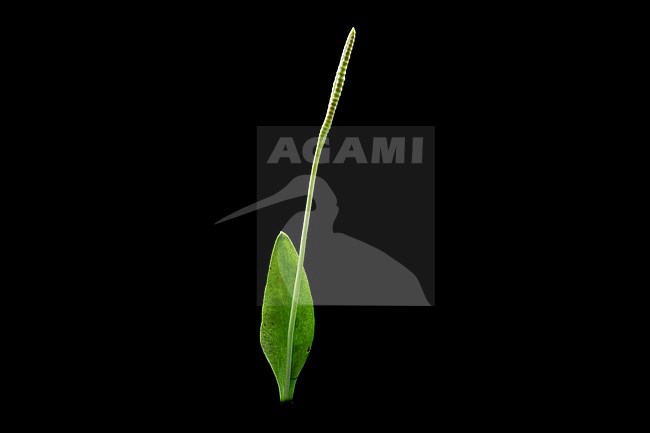 Adder's-tongue, Ophioglossum vulgatum stock-image by Agami/Wil Leurs,