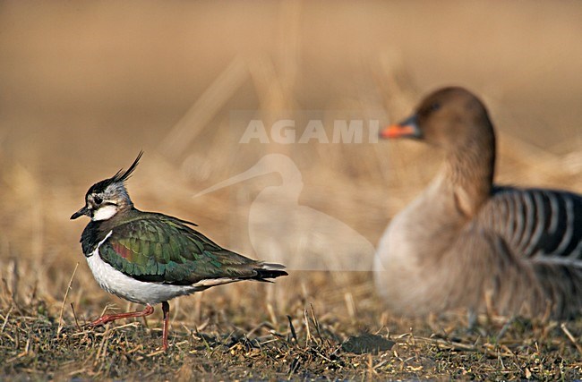 Kievit in een weiland; Northern Lapwing in a field stock-image by Agami/Markus Varesvuo,