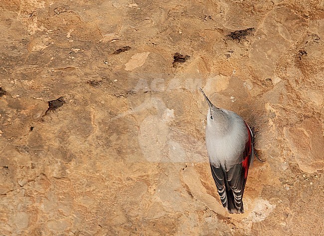 Wallcreeper (Tichodroma muraria) Spain  November 2017 stock-image by Agami/Markus Varesvuo,