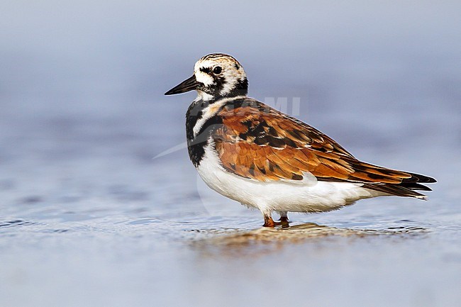 Adult breeding
Galveston Co., TX
April 2012 stock-image by Agami/Brian E Small,