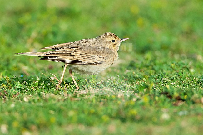 Adult Tawny Pipit (Anthus campestris) during spring migration in a citypark in Eilat, Israel. stock-image by Agami/Marc Guyt,