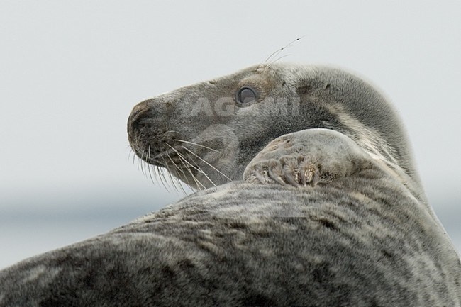 Rustende Grijze Zeehond op rotskust; Grey Seal resting on rocky shore stock-image by Agami/Han Bouwmeester,