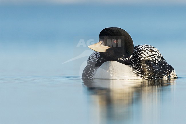 Adult Yellow-billed Diver (Gavia adamsi) during the short arctic spring in Barrow, Alaska, USA in June 2018 stock-image by Agami/Dubi Shapiro,