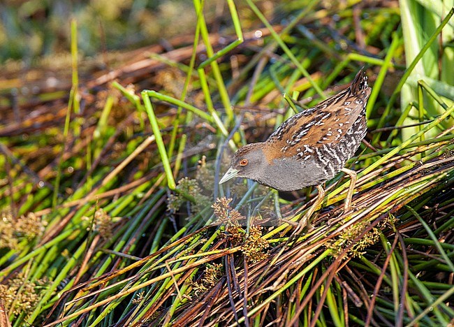 Baillon's Crake (Zapornia pusilla) at the Groene Jonker near Nieuwkoop in the Netherlands. Foraging in a marsh. stock-image by Agami/Marc Guyt,
