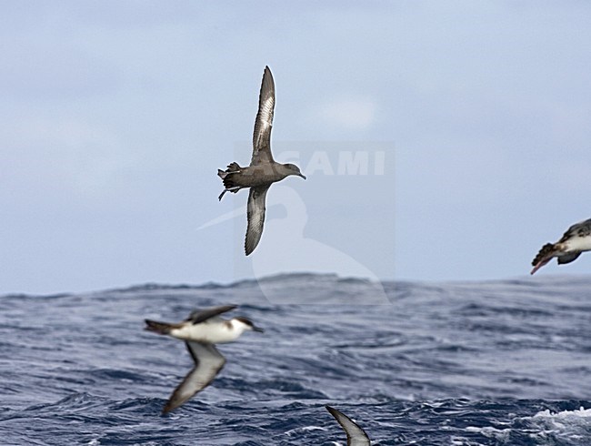 Sooty Shearwater flying; Grauwe Pijlstormvogel vliegend stock-image by Agami/Marc Guyt,
