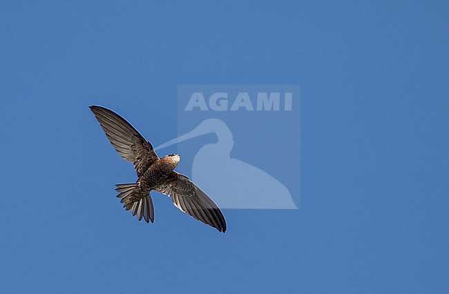 Bradfield's Swift (Apus bradfieldi) in South Africa. stock-image by Agami/Pete Morris,
