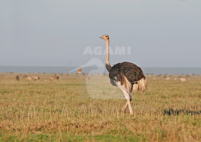 Ostrich (Struthio camelus) walking on grasslands of Tanzania stock-image by Agami/Pete Morris,