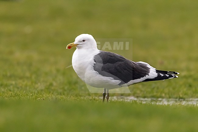 Adult Cape Gull (Larus dominicanus vetula) aka Kelp Gull near Cape Town, South Africa. stock-image by Agami/Vincent Legrand,