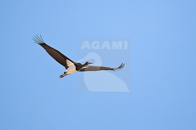 1st calendar year or juvenile Black Stork (Ciconia nigra) in fllight, found in Saxony in Germany stock-image by Agami/Mathias Putze,