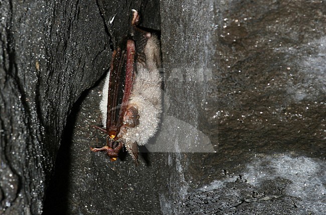 Vale Vleermuis hangend in een grot; Greater Mouse-eared Bat hanging in a cave stock-image by Agami/Theo Douma,